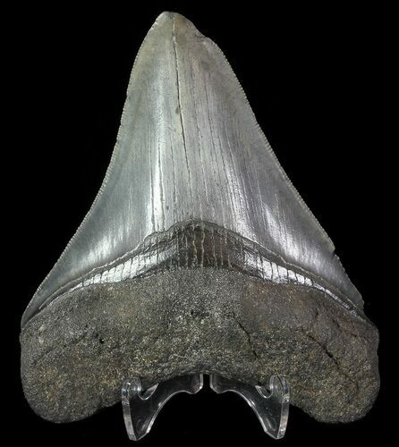 Serrated, Fossil Megalodon Tooth - South Carolina #74068